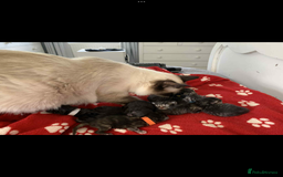 Persian cats for sale: Absolutely Stunning litter of Persian/Ragdolls - Image 29