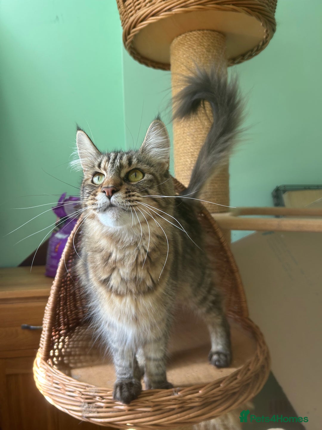 Maine Coon cats for sale: 5 tica registered mainecoon kittens  - Image 18