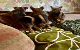 Mixed Breed dogs for sale: Healthy happy puppies Pomeranian Yorkshire Terrier - Image 7