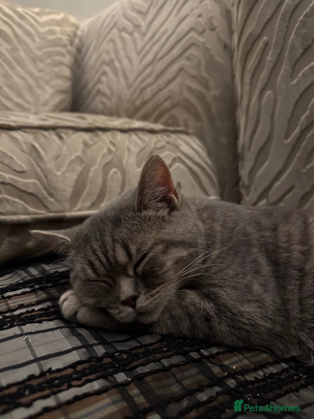 British Shorthair cats for sale: Blue spotted British shorthair  in Slough - Advert 2