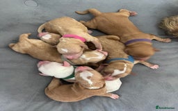 Labradoodle dogs for sale: Multigenerational Miniature Labradoodles - Image 25
