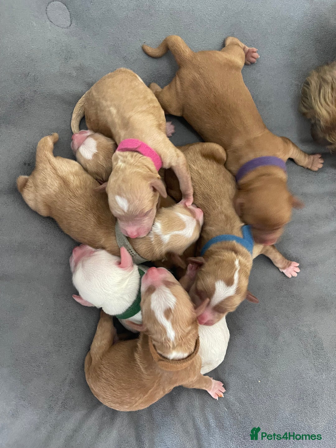Labradoodle dogs for sale: Multigenerational Miniature Labradoodles - Image 25