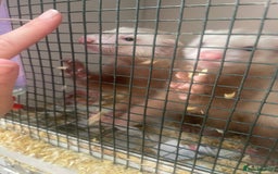 Ferret rodents for sale: 2 Hobs available now - Image 2