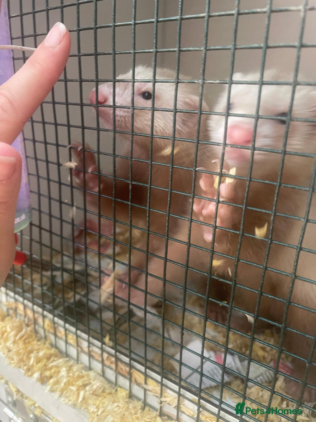 Ferret rodents for sale: 2 Hobs available now - Image 2