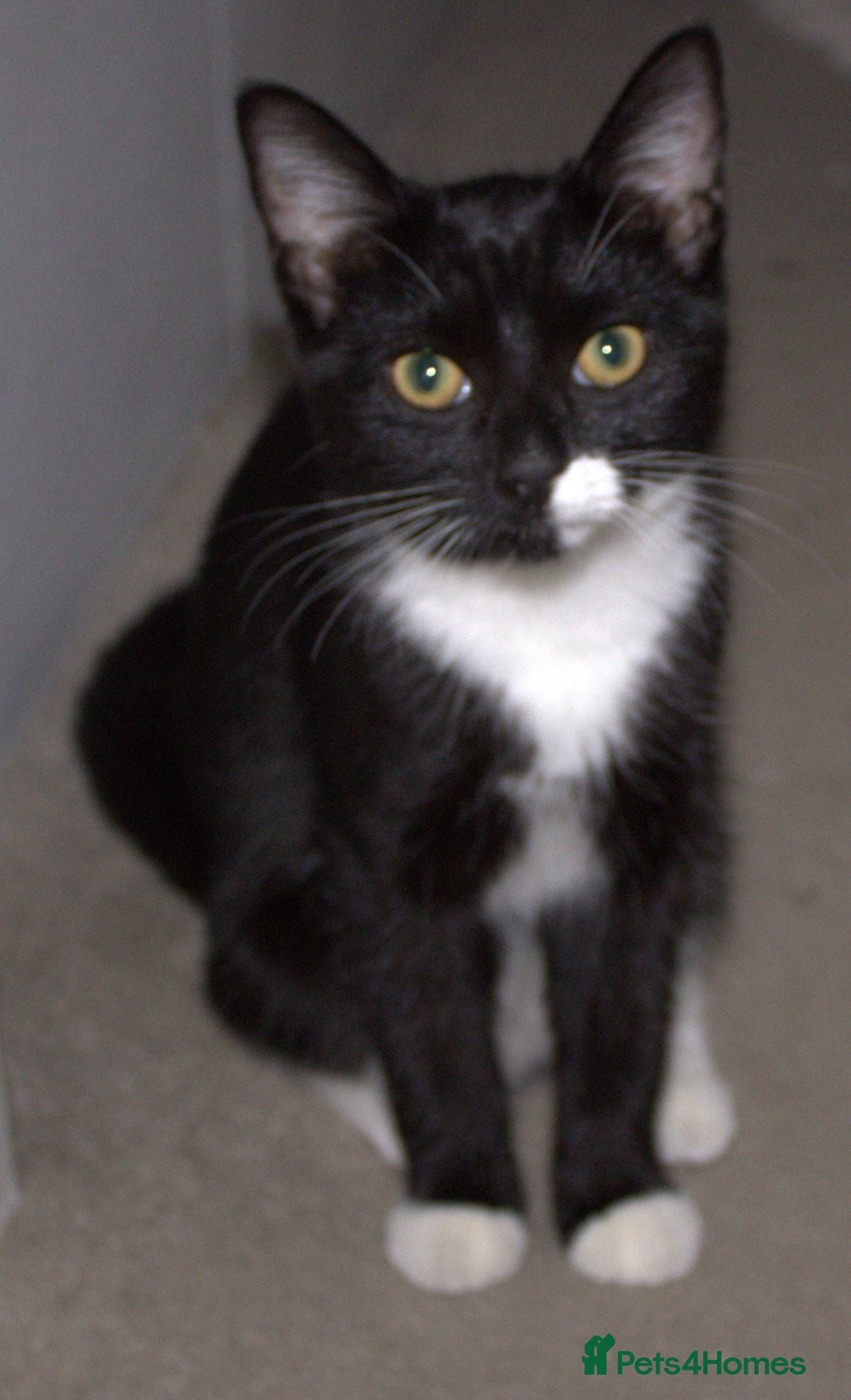 Mixed Breed cats Beautiful Black & White Tuxedo Female Kitten - Advert 1