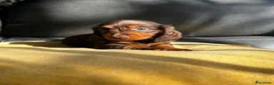 Miniature Dachshund 6