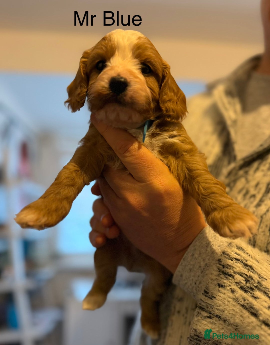 Cavapoo dogs for sale: Premium DNA Health Tested F1 Cavapoo Puppies - Advert 16