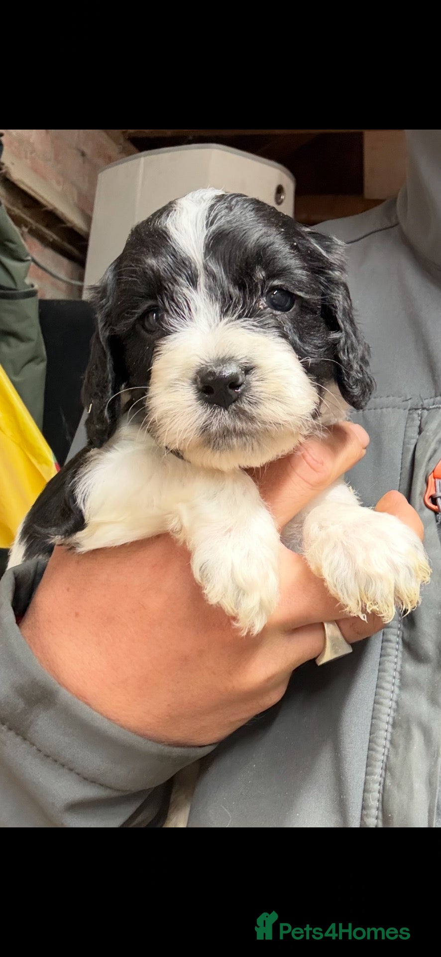 Cockapoo dogs 🌟 STUNNING COCKAPOO PUPPIES 🌟  - Advert 2