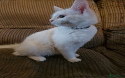 Mixed Breed cats for sale: Beautiful White Female Kitten - Image 2