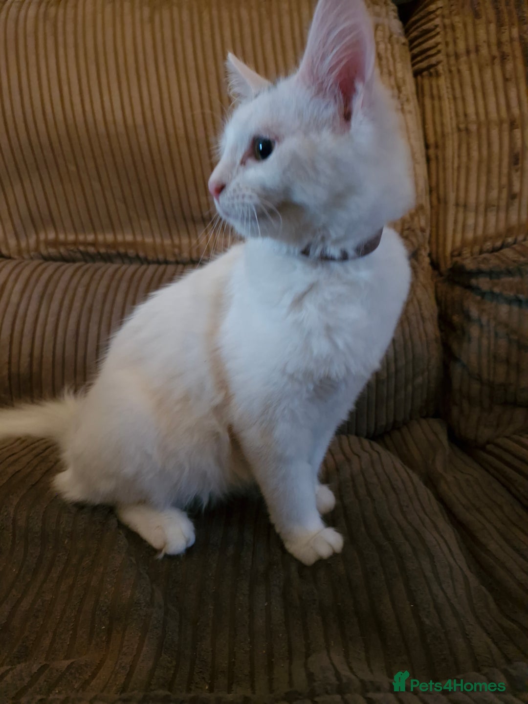 Mixed Breed cats for sale: Beautiful White Female Kitten - Image 2