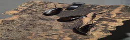 Cockroaches invertebrates for sale: Madagascan hissing cockroach nymphs + adults - Advert 2