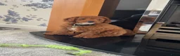 Cavapoo dogs for sale: Outstanding quality, F1b super dark red Cavapoo’s  - Advert 22