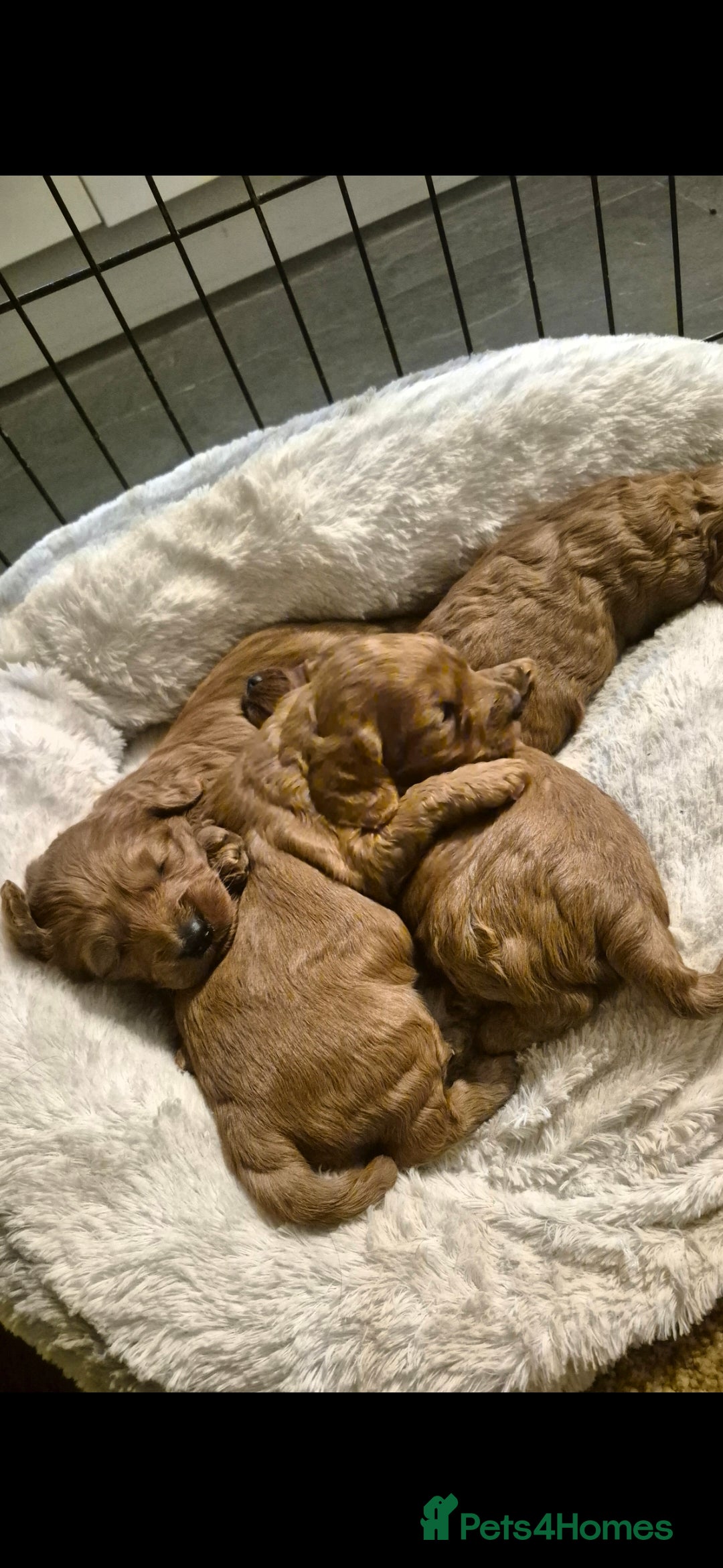 Cockapoo dogs for sale: Adorable fox red f1 toy cockapoo puppies - Advert 4