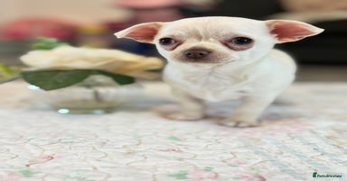 Chihuahua dogs READY TO LEAVE 🏡💗 All white female chihuahua - Advert 3