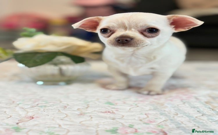 Chihuahua dogs - Advert 3