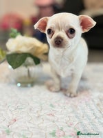 Chihuahua dogs READY TO LEAVE 🏡💗 All white female chihuahua - Advert 1