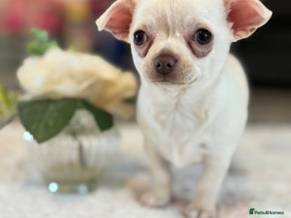 Chihuahua dogs - Advert 4