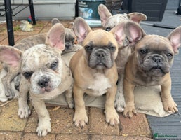 French Bulldog dogs - Advert 14