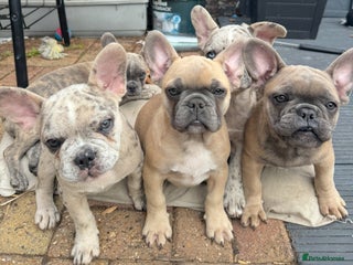 French Bulldog dogs - Advert 22