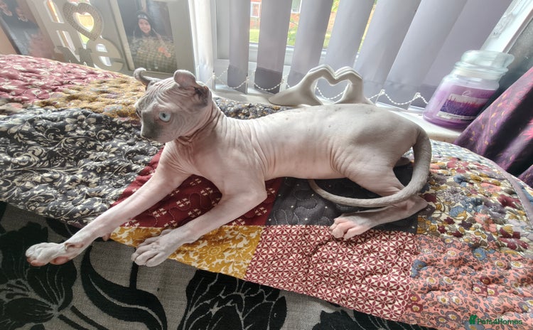 Sphynx cats - Advert 3