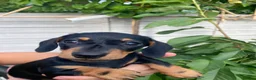 Miniature Dachshund dogs for sale: Miniature dachshund - Advert 5