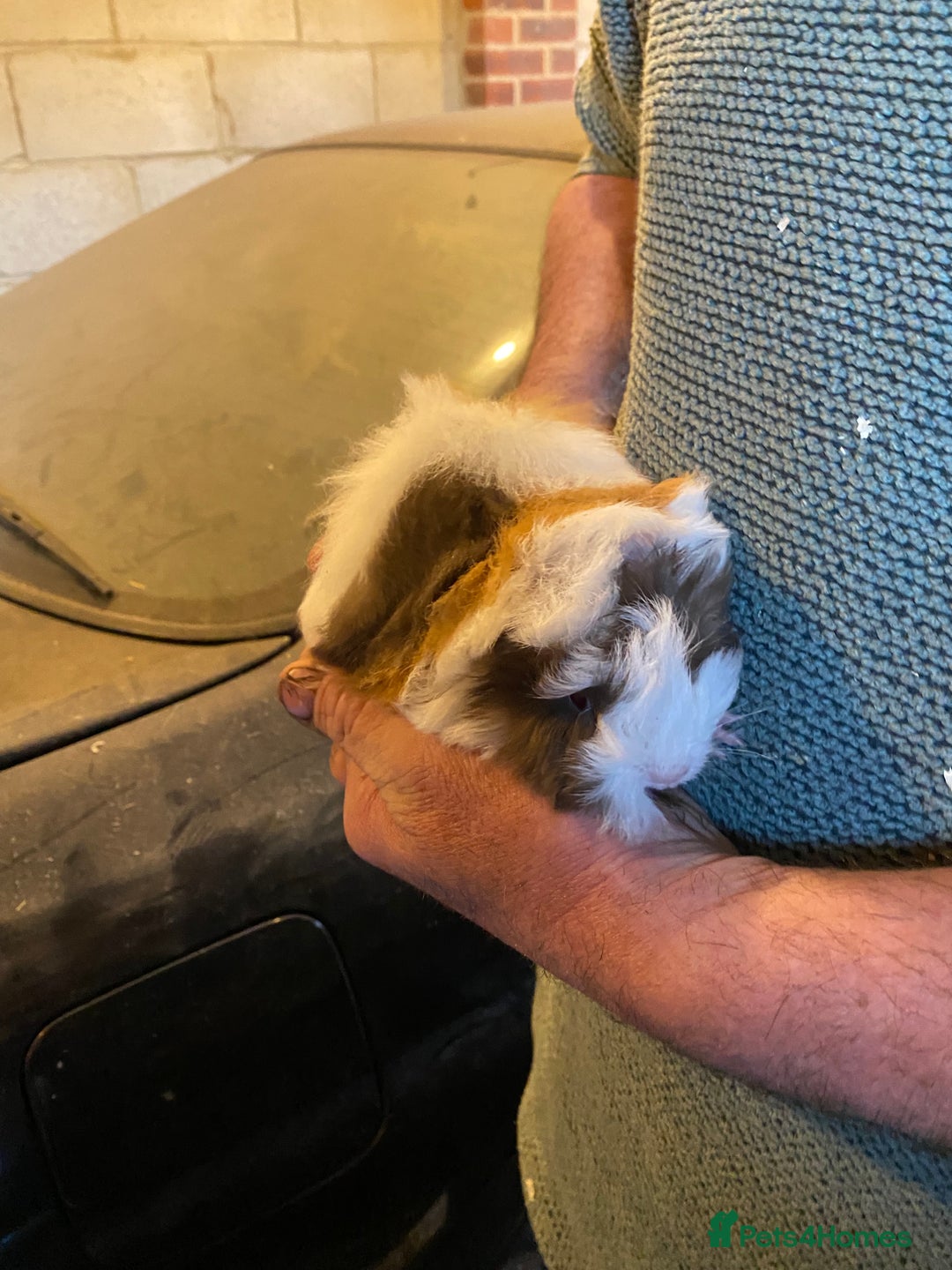 Guinea Pig rodents for sale: Peruvian Guinea pigs  - Advert 9