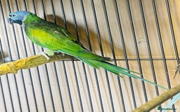 Parakeets birds for sale: Lord Derbyan Parrot for sale.👍QUICK SALE 👍 - Image 12