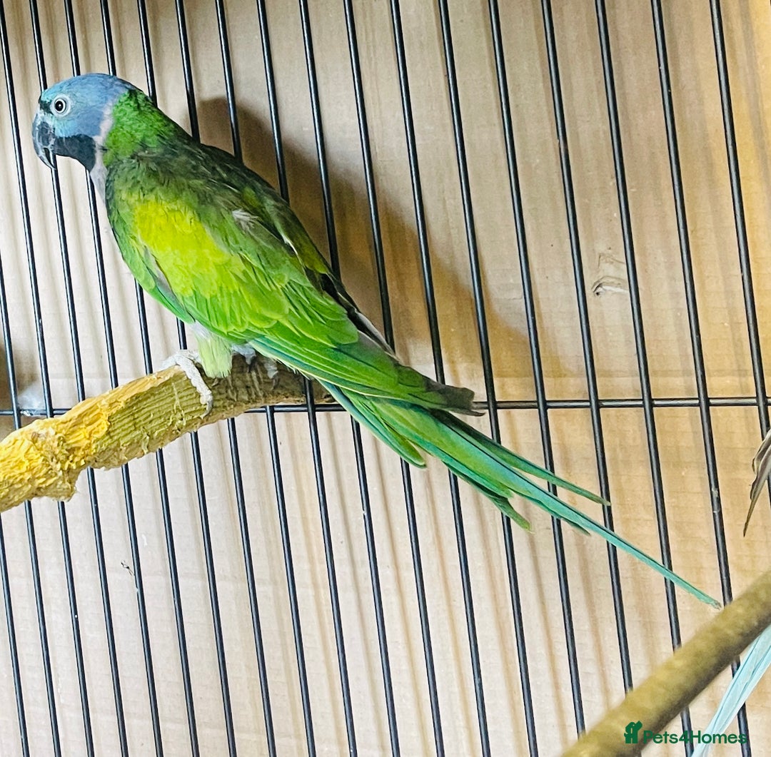 Parakeets birds for sale: Lord Derbyan Parrot for sale.👍QUICK SALE 👍 - Image 12