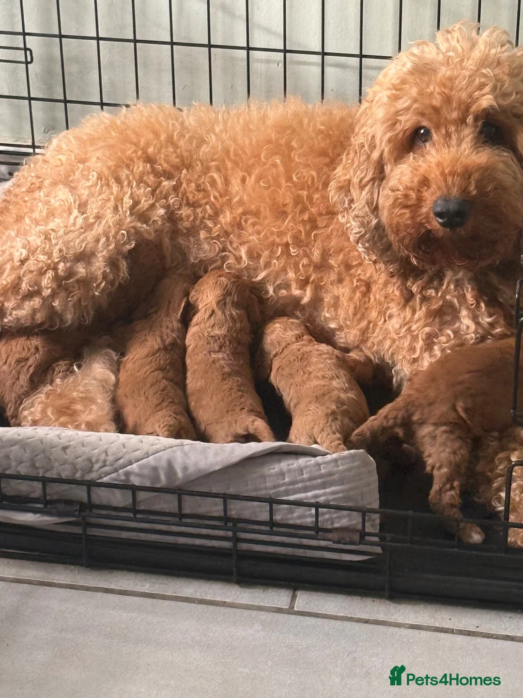 Cockapoo dogs for sale: Adorable cockapoo pups - Advert 8