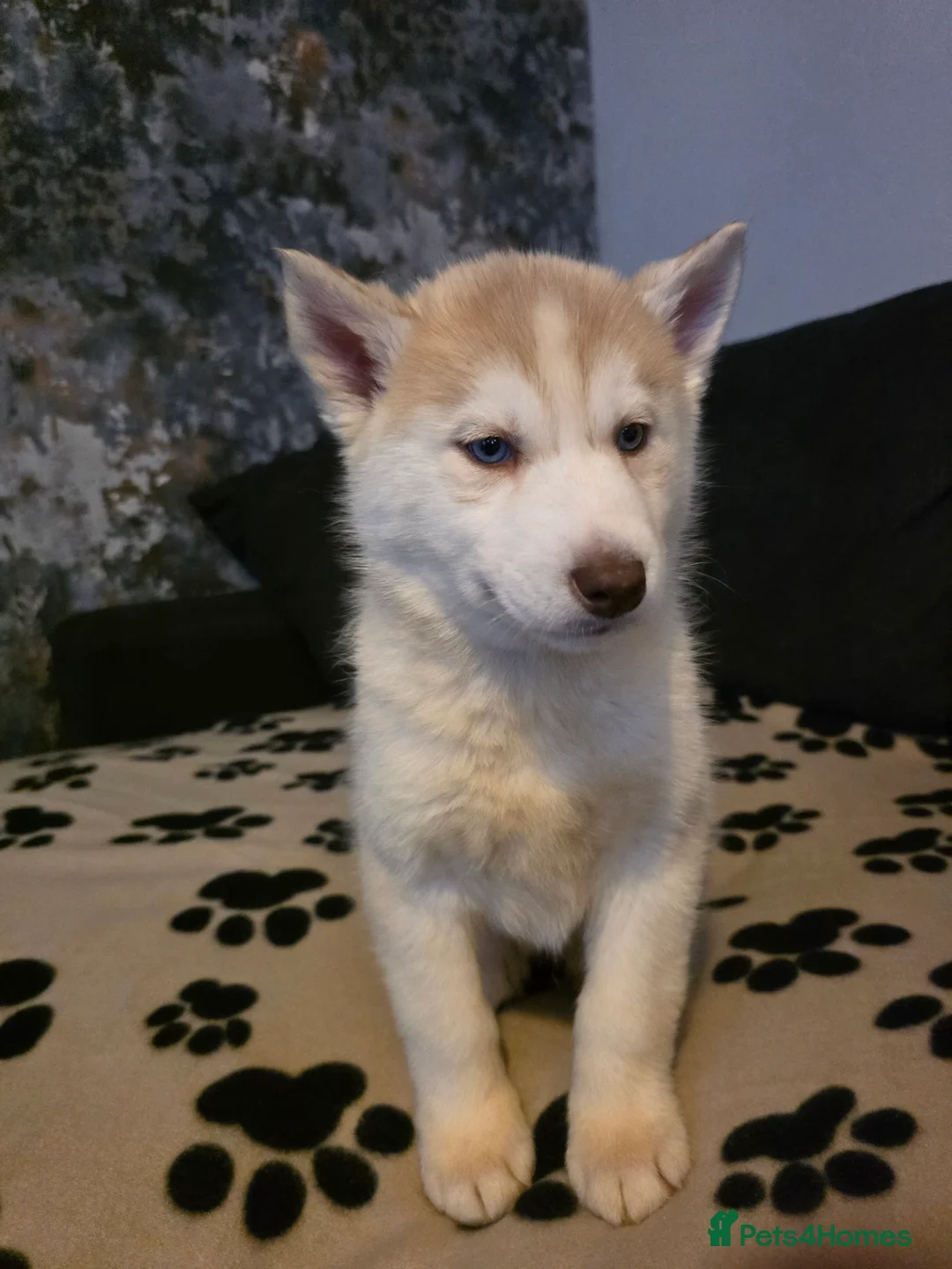 Siberian Husky dogs for sale: Siberian Huskies 1 girl available - Advert 9