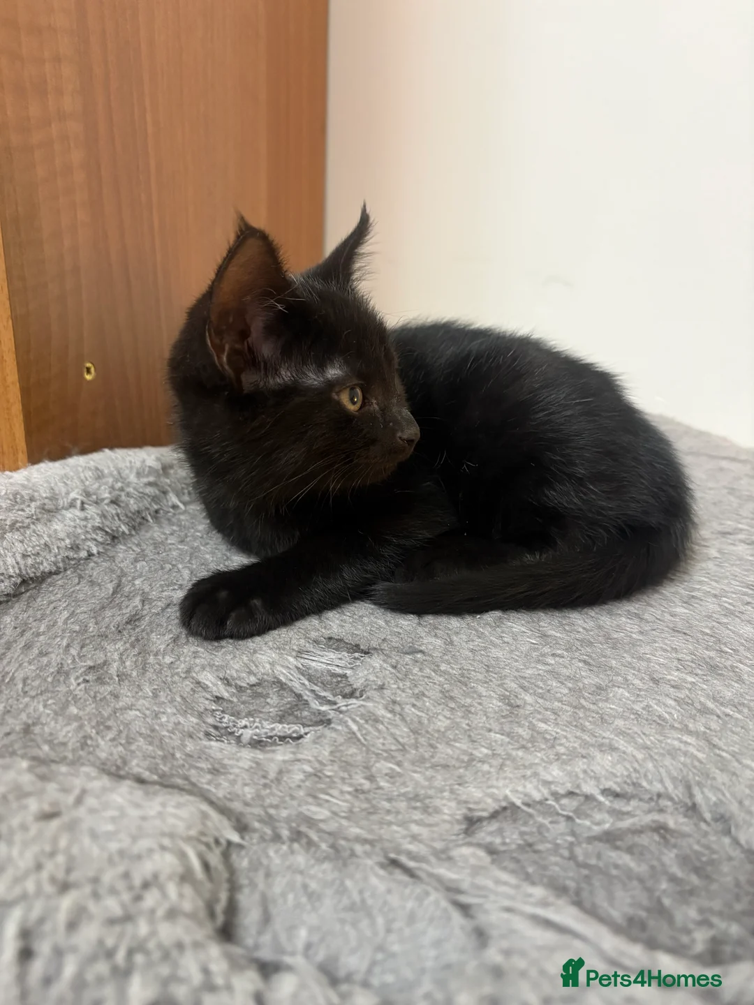 Mixed Breed cats for sale: Black kittens,ready to go on 8th of February  - Advert 3