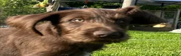 Mixed Breed dogs for sale: German pudlepointer x German wirehair pointer  in Norwich - Advert 4