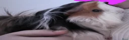 Guinea Pig rodents for sale: Giving away my baby boy  in Orpington - Advert 4