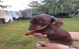Miniature Dachshund dogs for sale: Beautiful litter of 6 true to type miniature pups. - Image 10