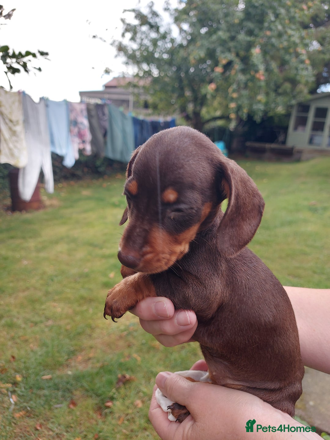 Miniature Dachshund dogs for sale: Beautiful litter of 6 true to type miniature pups. - Image 10