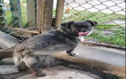 Mixed Breed dogs for adoption: 💖🐶 JUDY 🐶💖 - Image 4