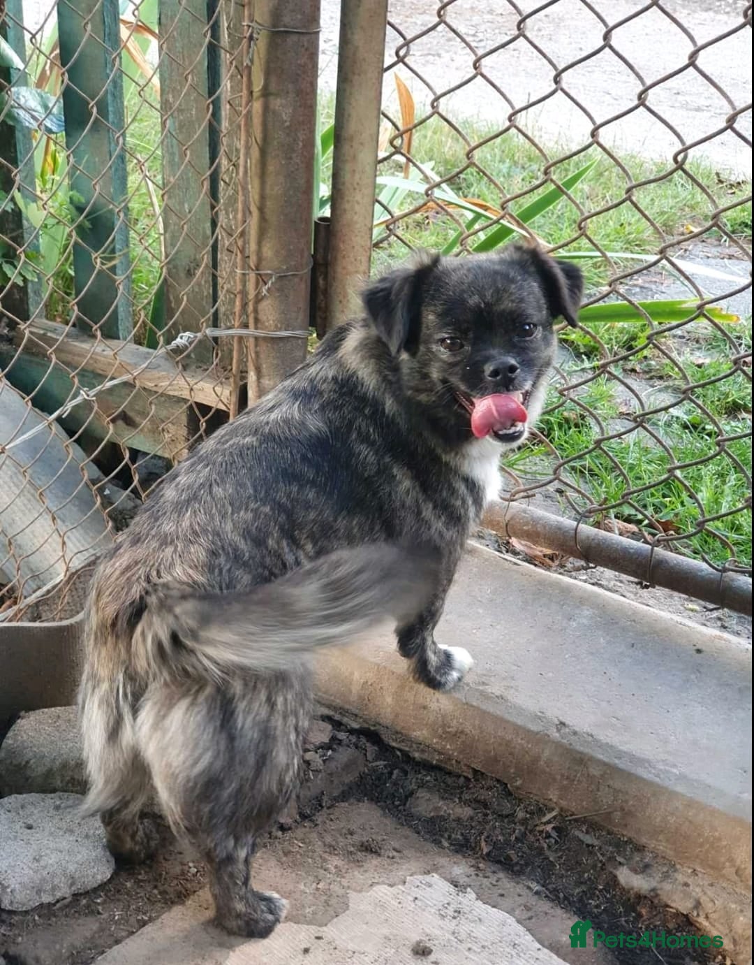Mixed Breed dogs for adoption: 💖🐶 JUDY 🐶💖 - Image 4