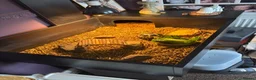 Tortoise reptiles for sale: Horsefield Tortoise - Advert 3