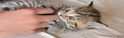 British Shorthair cats for sale: 🐾 Elite Male British Shorthair Kitten - Advert 28