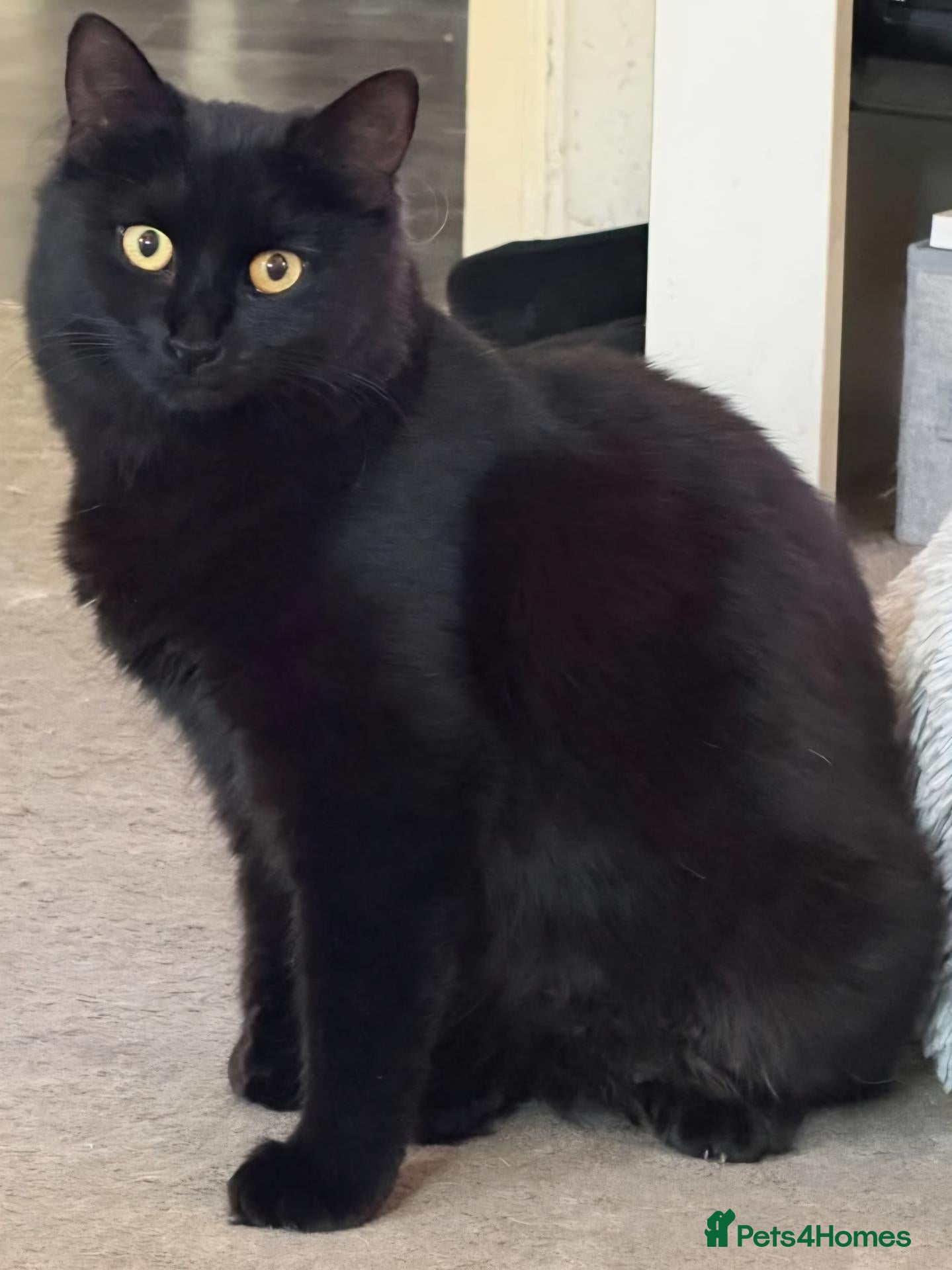 Mixed Breed cats Kittens for sale - Advert 3
