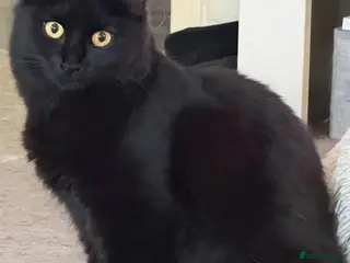 Mixed Breed cats Kittens for sale - Advert 3