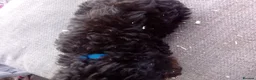 Cockapoo dogs for sale:  cockerpoo licensed breeder  - Advert 8