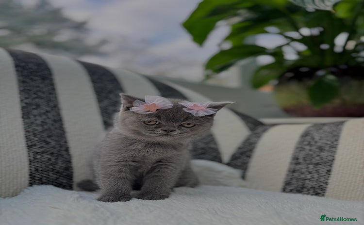 British Shorthair cats - Advert 12
