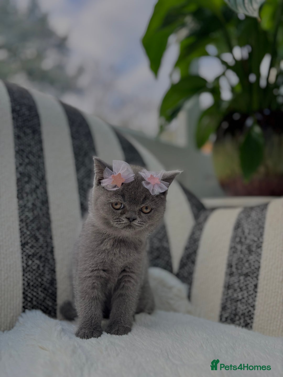 British Shorthair cats for sale: British Shorthair Kittens  - Image 2