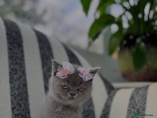 British Shorthair cats - Advert 13