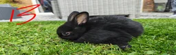 Netherland Dwarf rabbits for sale: Netherland dwarf  - Advert 14