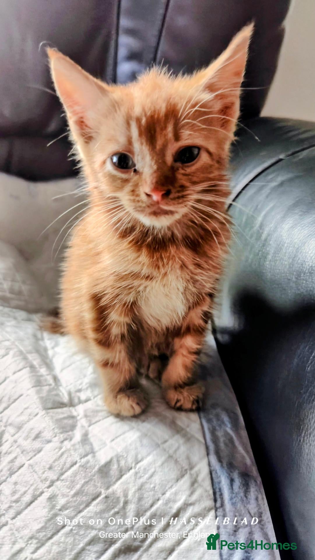 Mixed Breed cats Ginger kitten  - Advert 7
