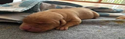 Labrador Retriever dogs for sale: Gorgeous Labrador boy pup looking for forever  - Advert 3
