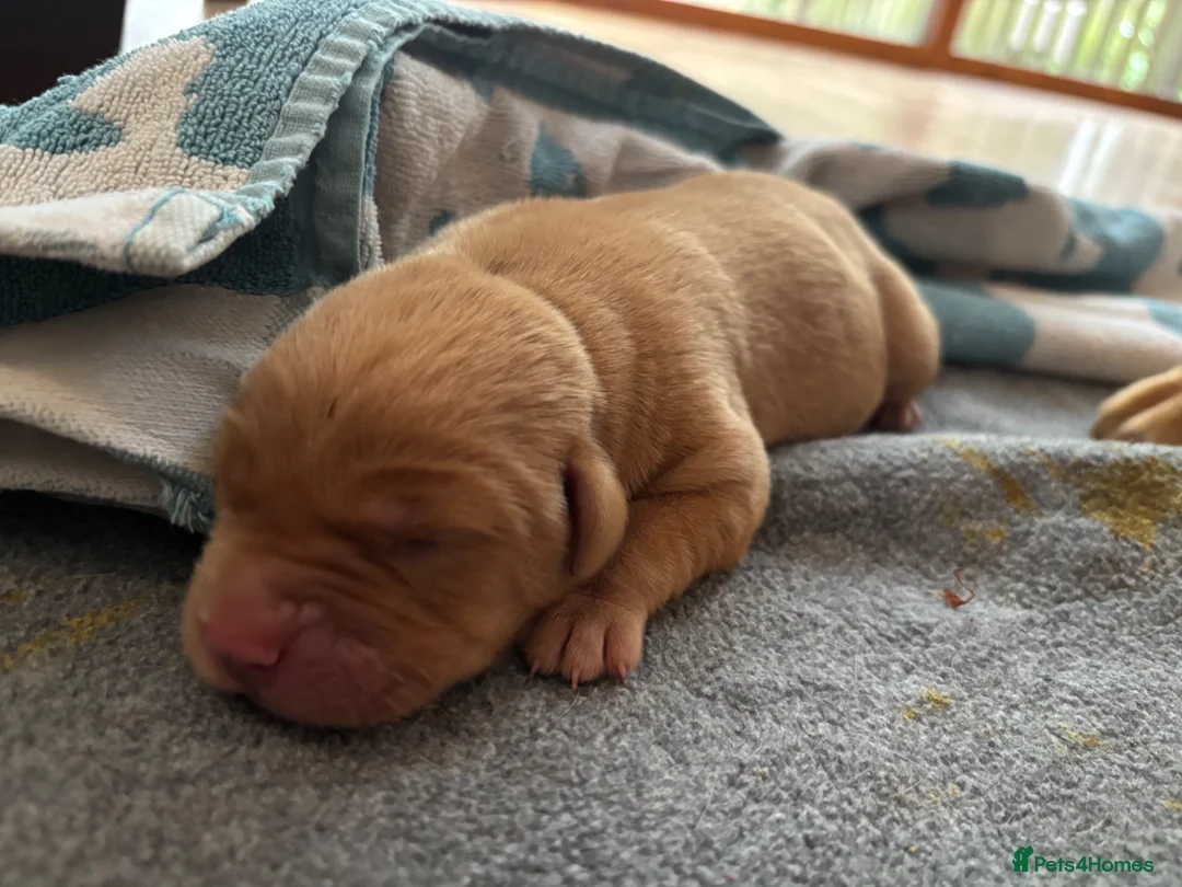 Labrador Retriever dogs for sale: Gorgeous Labrador boy pup looking for forever  - Advert 10