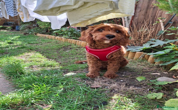 Cavapoo dogs - Advert 4